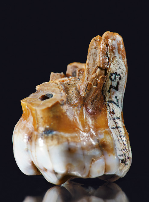 Molar found in Denisova Cave of the Altay Mountains in Southern Siberia. (Click on image to view larger.)